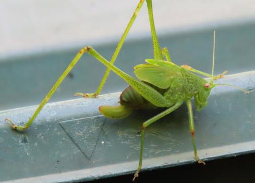 Phaneroptera nana